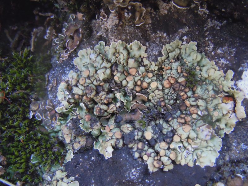 Squamarina  dai Tacchi calcarei dell''Ogliastra